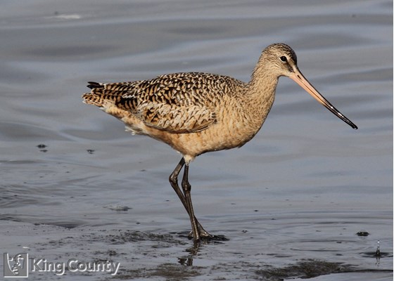 Photo of Limosa fedoa